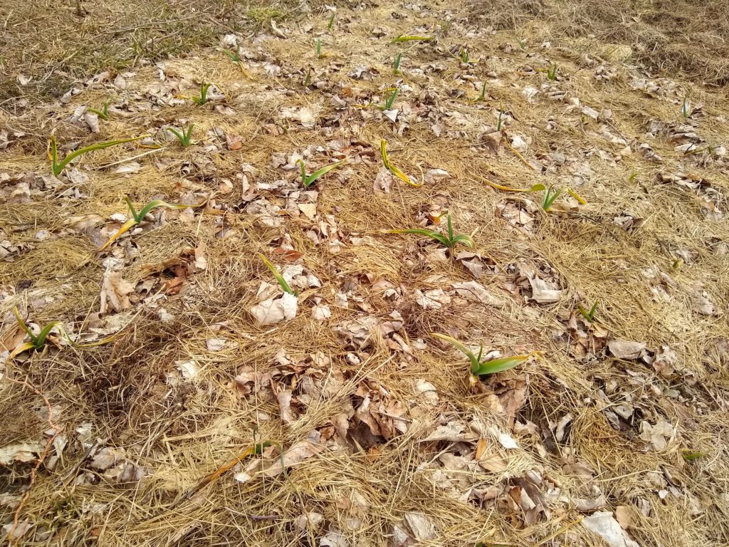Garlic sprouts this spring at AHZM (March 2021)