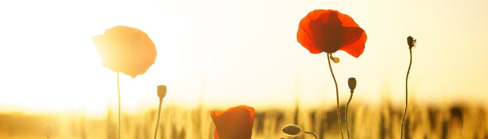 Header image for 'One-Time Giving' Pag